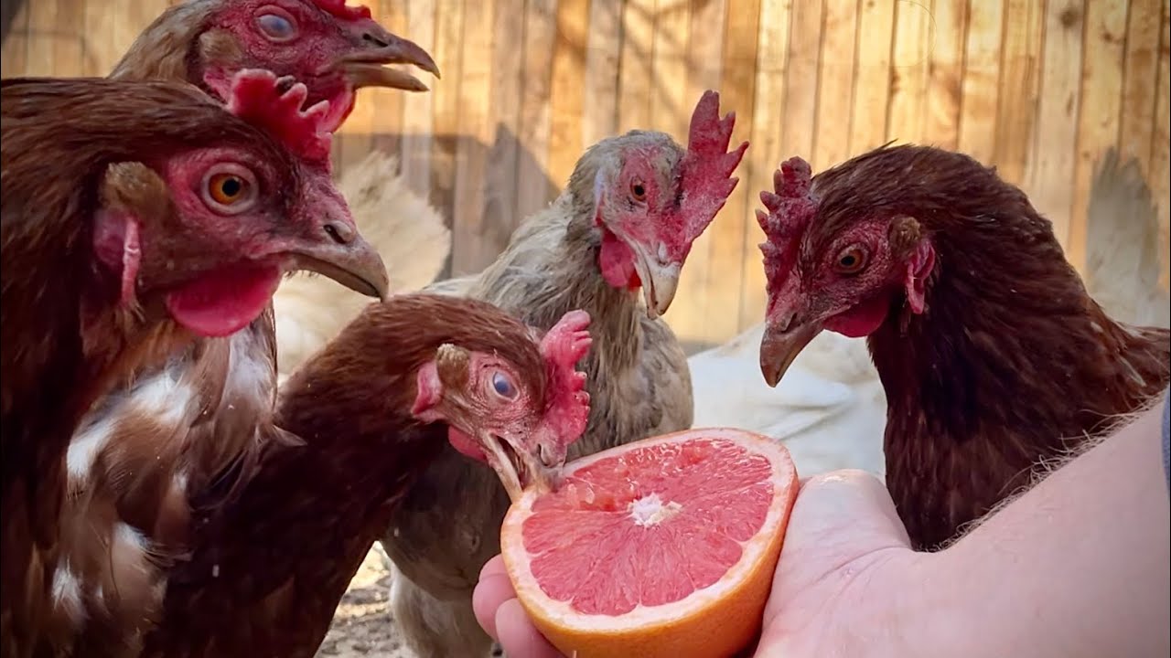 My Chickens Taste Grapefruit for the First Time! Sunny Spring Day on the Farm 🍊🐓 