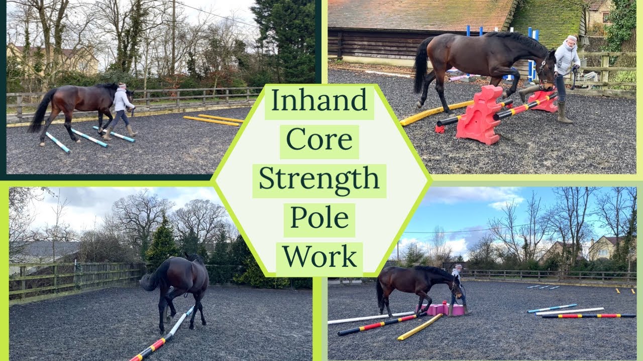 Horses Core Strength Inhand Pole Exercises | Equestrian Training