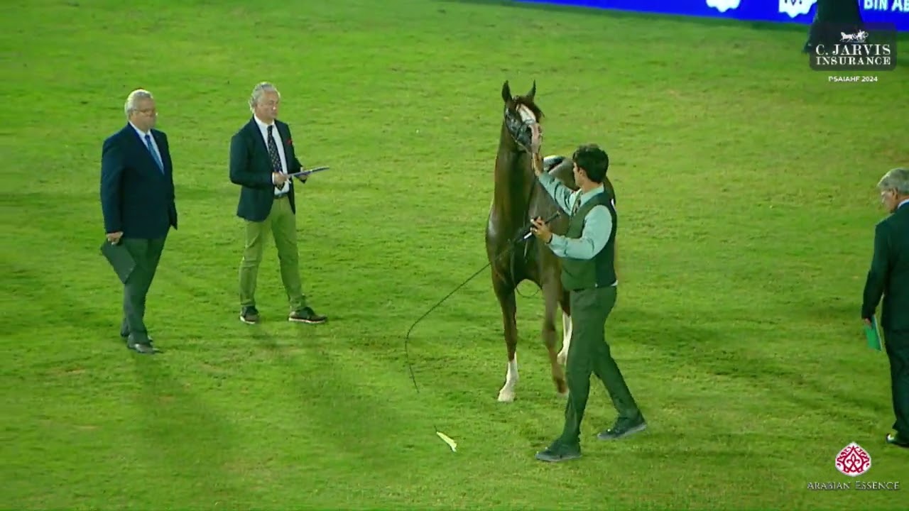 N 155 FAWAZ AL OWAIDAH   PSAIAHF 2024   Stallions 4 6 Years Old Class 10