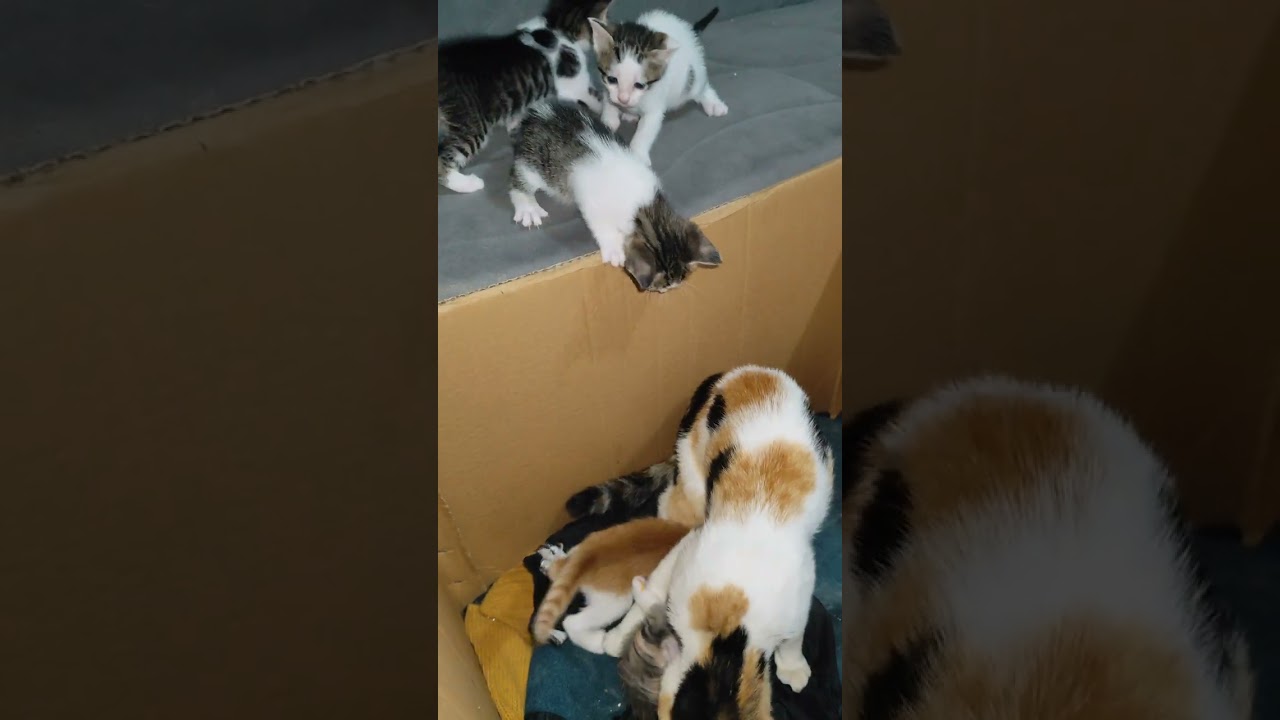 29 Günlük Yavru Kediler #cat #kedi #cute #yavrukedi #kitten #catsofadana 