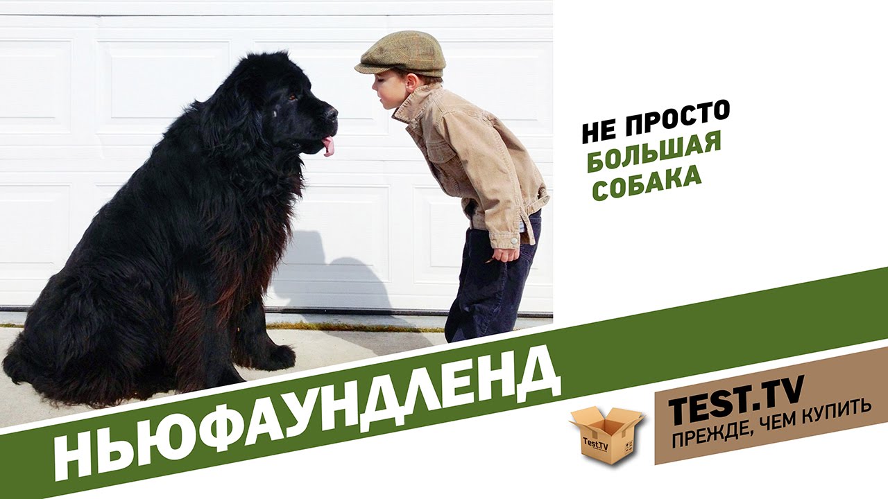 TEST.TV: Все для животных. Ньюфаундленд - собака спасатель.
