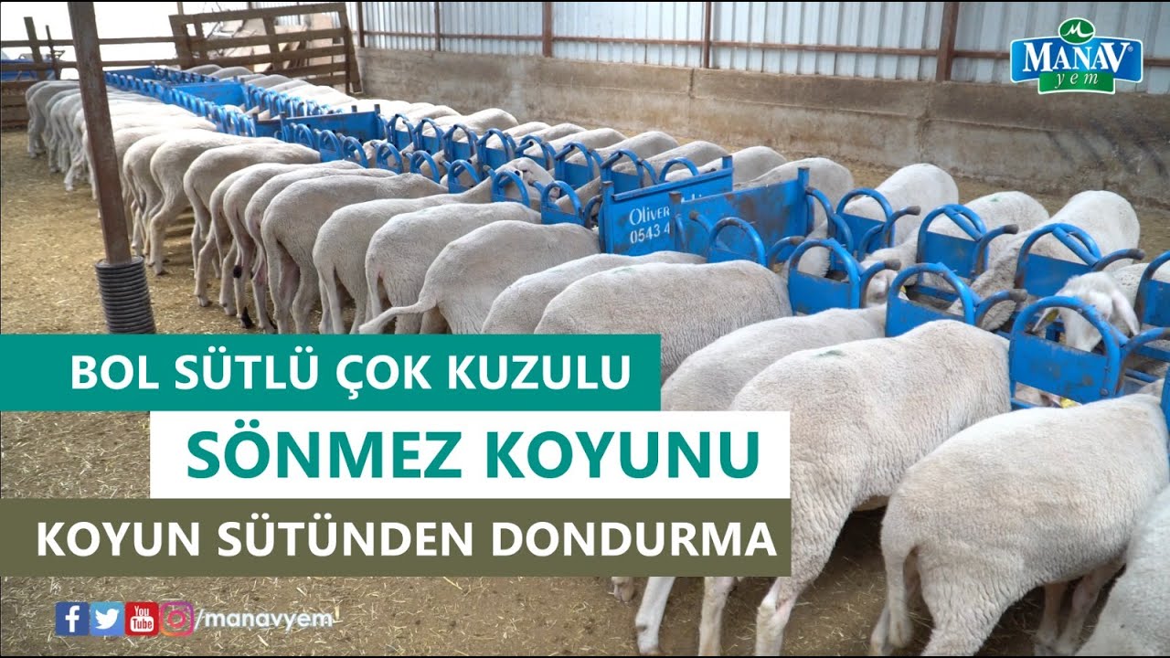 Bol Sütlü Çok Kuzulu Sönmez Koyunu - Koyun Sütünden Doğal Dondurma