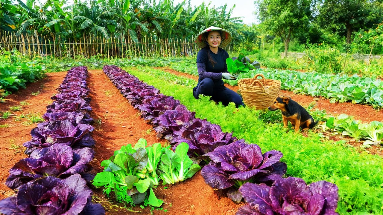Harvest Purple Bok Choy After 40 Days Of Growing To Sell At The Market – Take Care Of My Farm