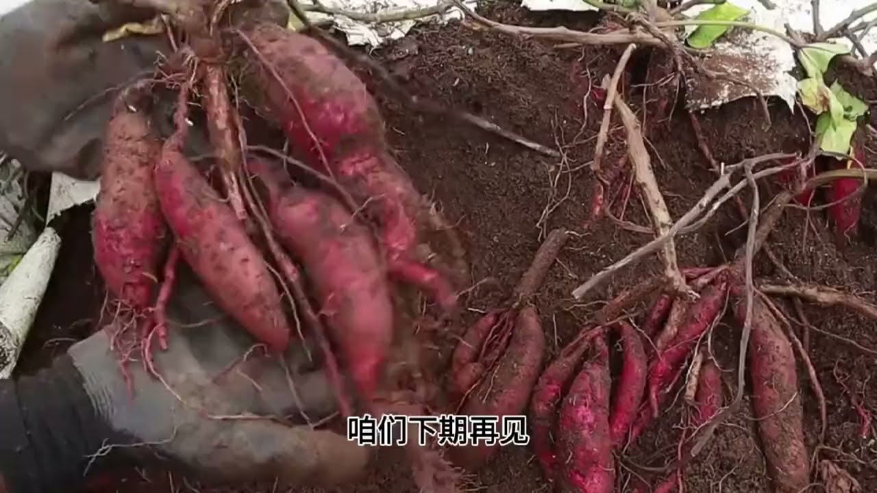 用编织袋在家种植红薯，方法省事又省地方，半年后收获满满