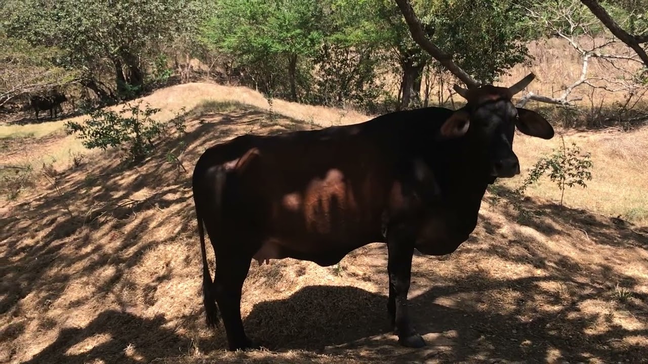 12 de marzo 2026 vacas lecheras con muy buena producción 