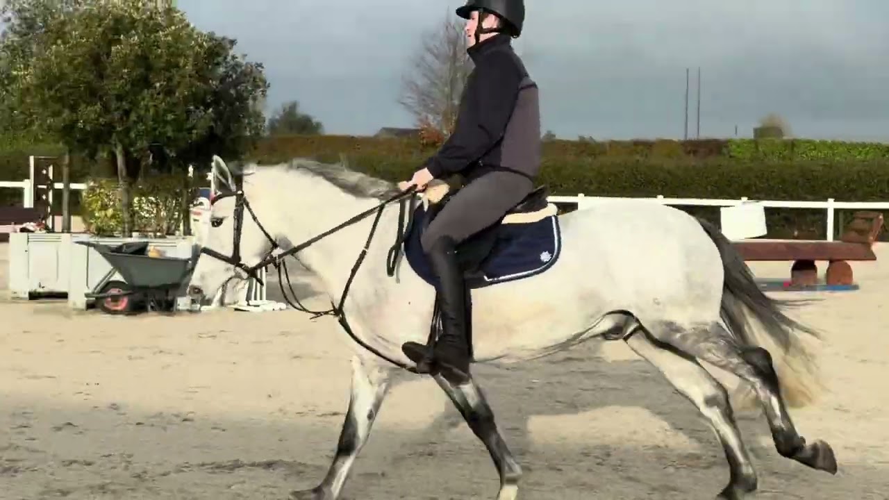 Foran’s Fire - 14.2hh 5yo Connemara Gelding