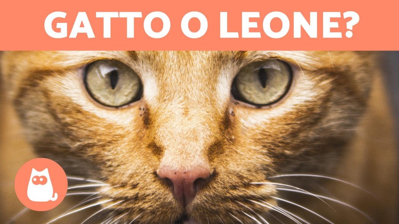 5 GATTI che sembrano LEONI 🐾🦁 Scoprilo!
