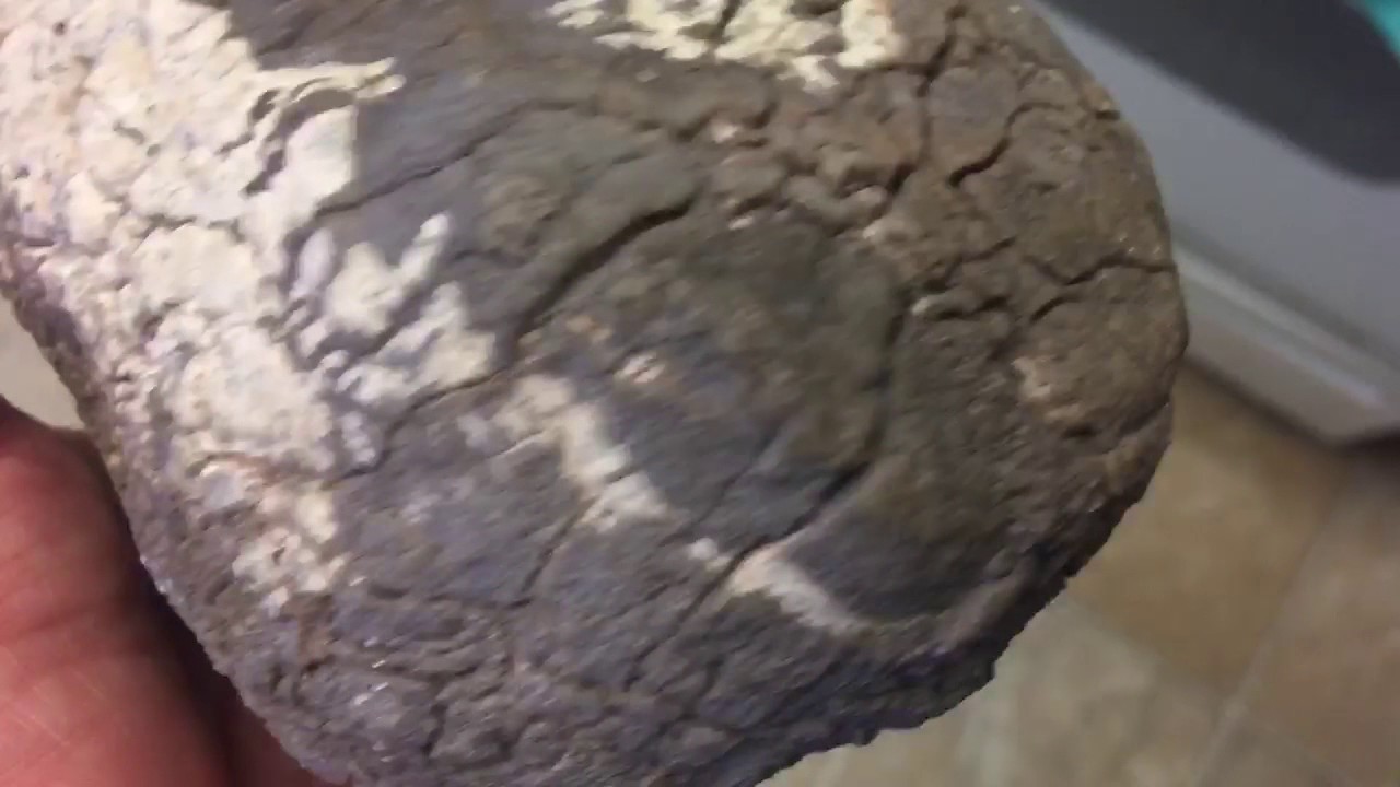 Coprolite?
