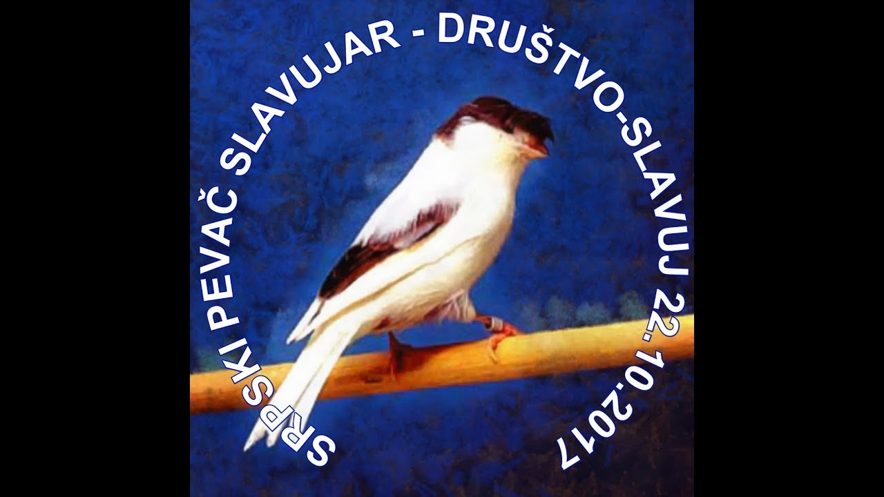 SLAVUJARI - BEOGRAD - 2017