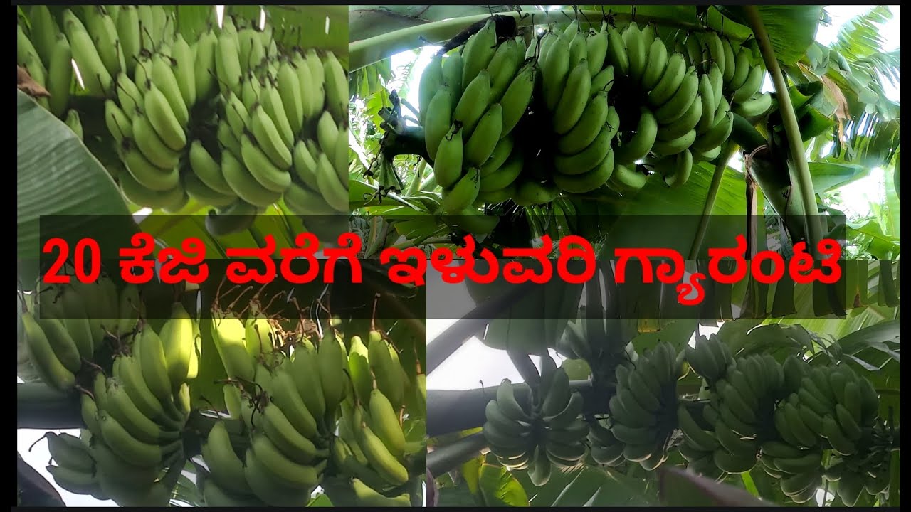 20 ಕೆಜಿ ವರೆಗೆ ಇಳುವರಿ ಗ್ಯಾರಂಟಿ. ಮಾಸಿಕ ಕೇವಲ Rs1500/- ಸಮಾಲೋಚನೆ  Dilip 9036510651 Banana Farming