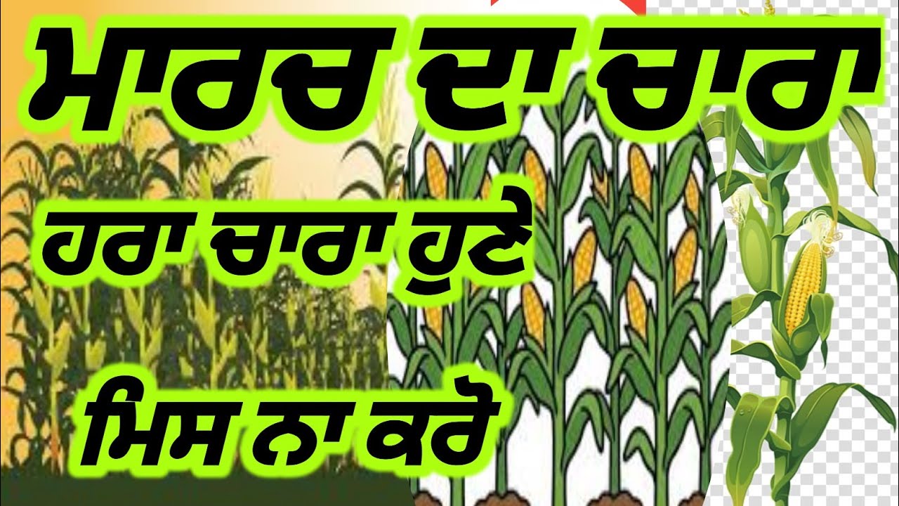ਮਾਰਚ ਮਹੀਨੇ ਦੀ ਚਾਰਾ ਯੋਜਨਾ | ਦੁੱਧ ਵਧਾਉਣ ਦਾ ਪੱਕਾ ਤਰੀਕਾ