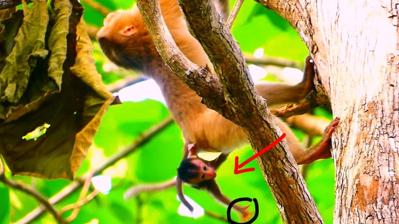Oh my God! Monkey Susan tries to grab a baby monkey and climb to the top