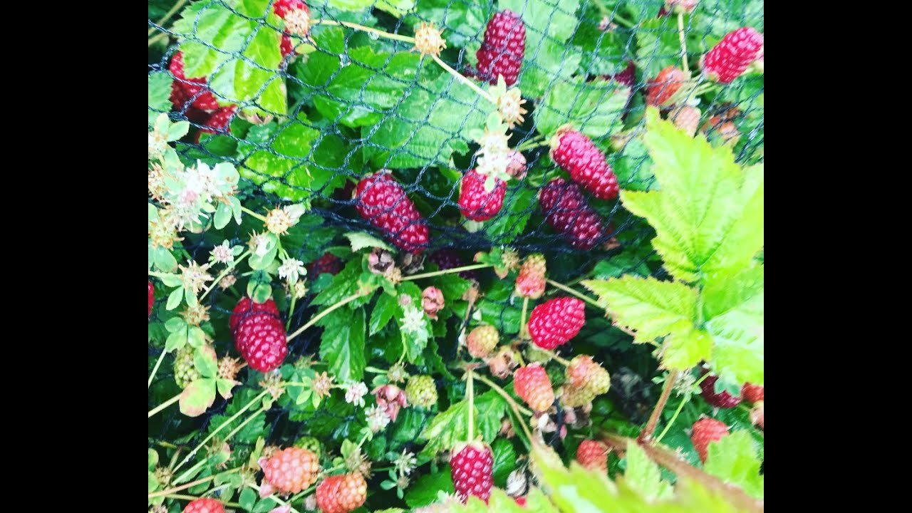Logan Berry & White Mulberry Review-SE2-Project Food Garden