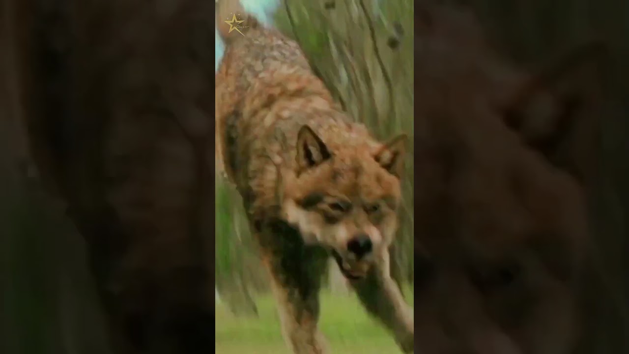 Jacob transformation 🐺 | 