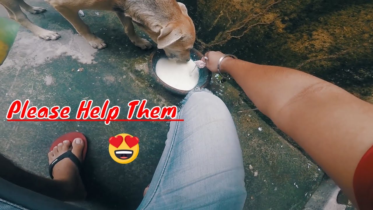 Feeding Street Animals  😍 | Serving Happiness 😇  | Apka Arjun