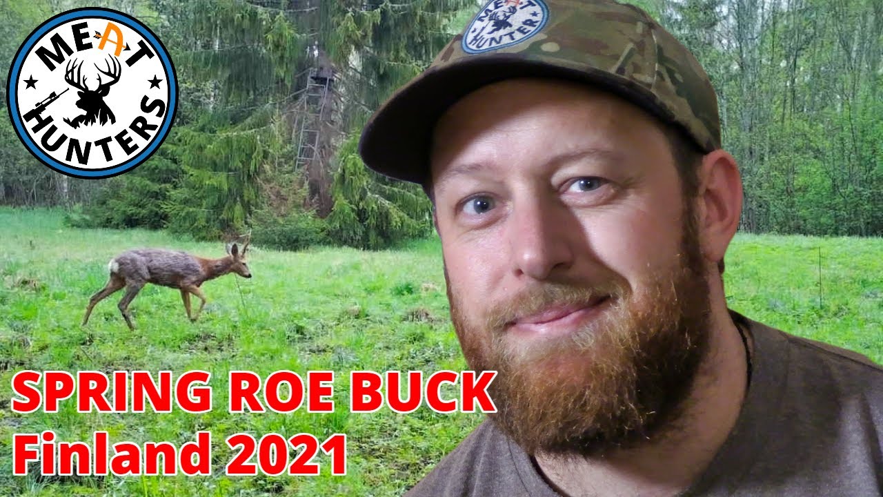 Spring Roe Buck Bow Hunting Finland 2021