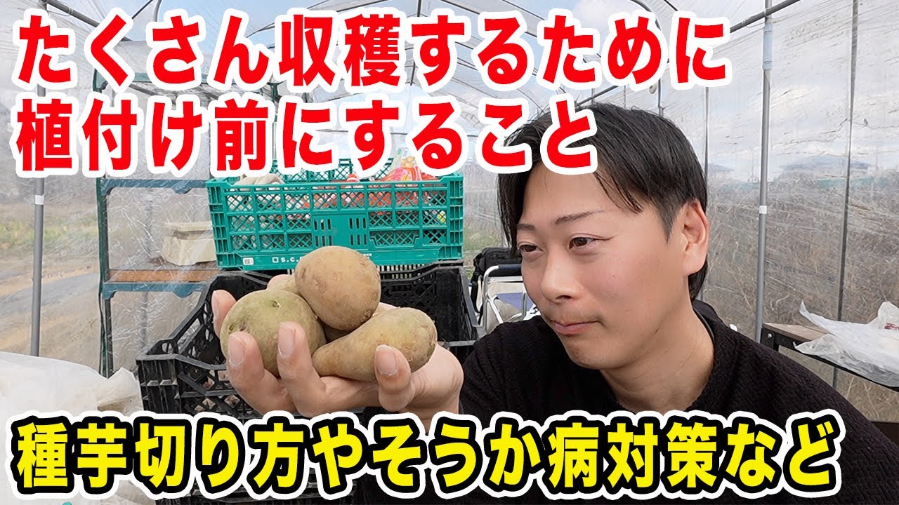 【ジャガイモ】植える前にする収穫量を増やす方法　芽出し・浴光育芽・種芋カット・土作り・そうか病対策