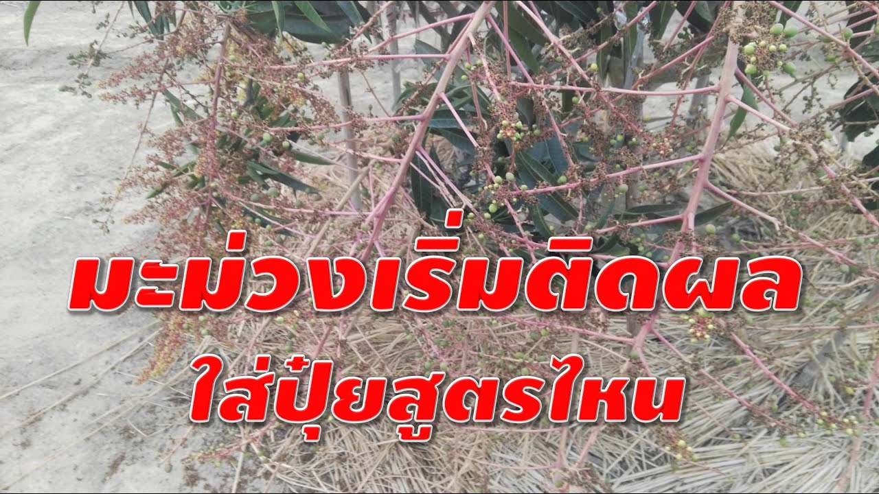 Какую формулу удобрения следует использовать, когда манго начинает плодоносить?