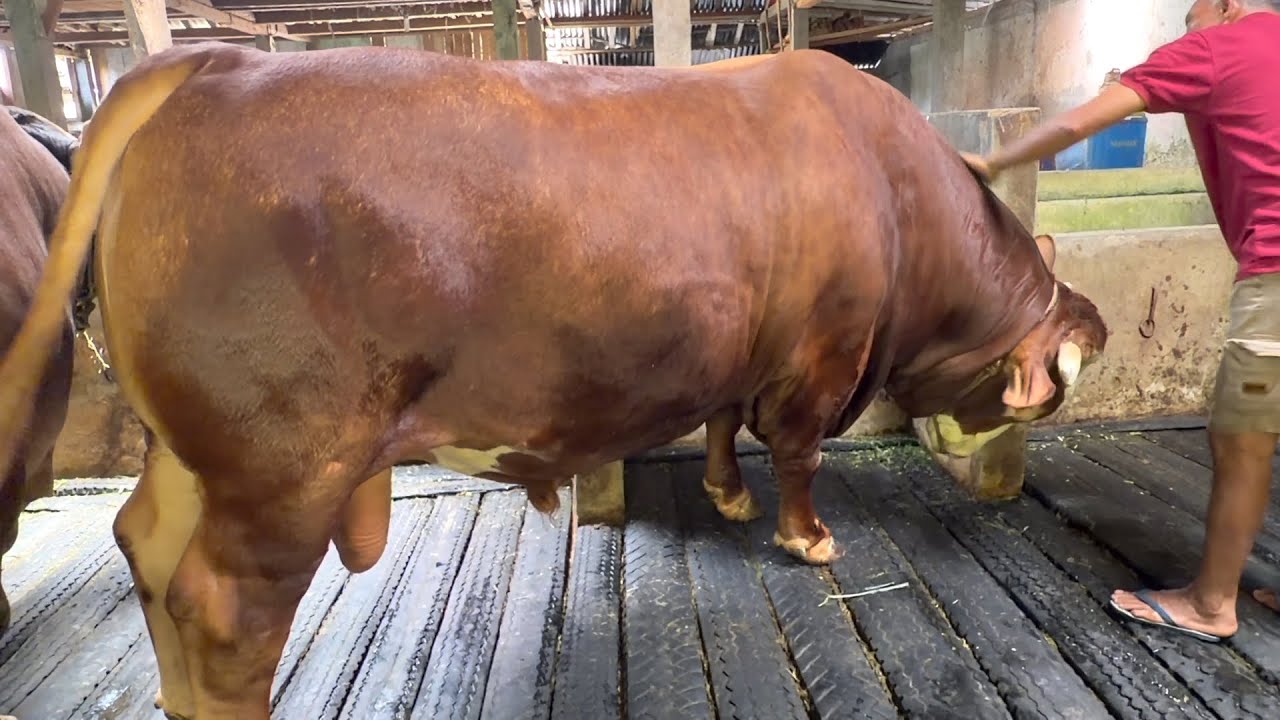 SAPI TERBESAR DI WATUMALANG ?? tri sakti dari bibit harga 25jt 🔥