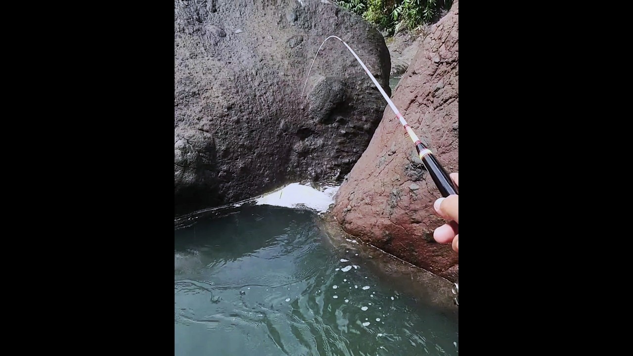 Mancing wader arus deras teknik kumbul sangat mantap #mancing #joranlentur #mancingwader #umpanwader