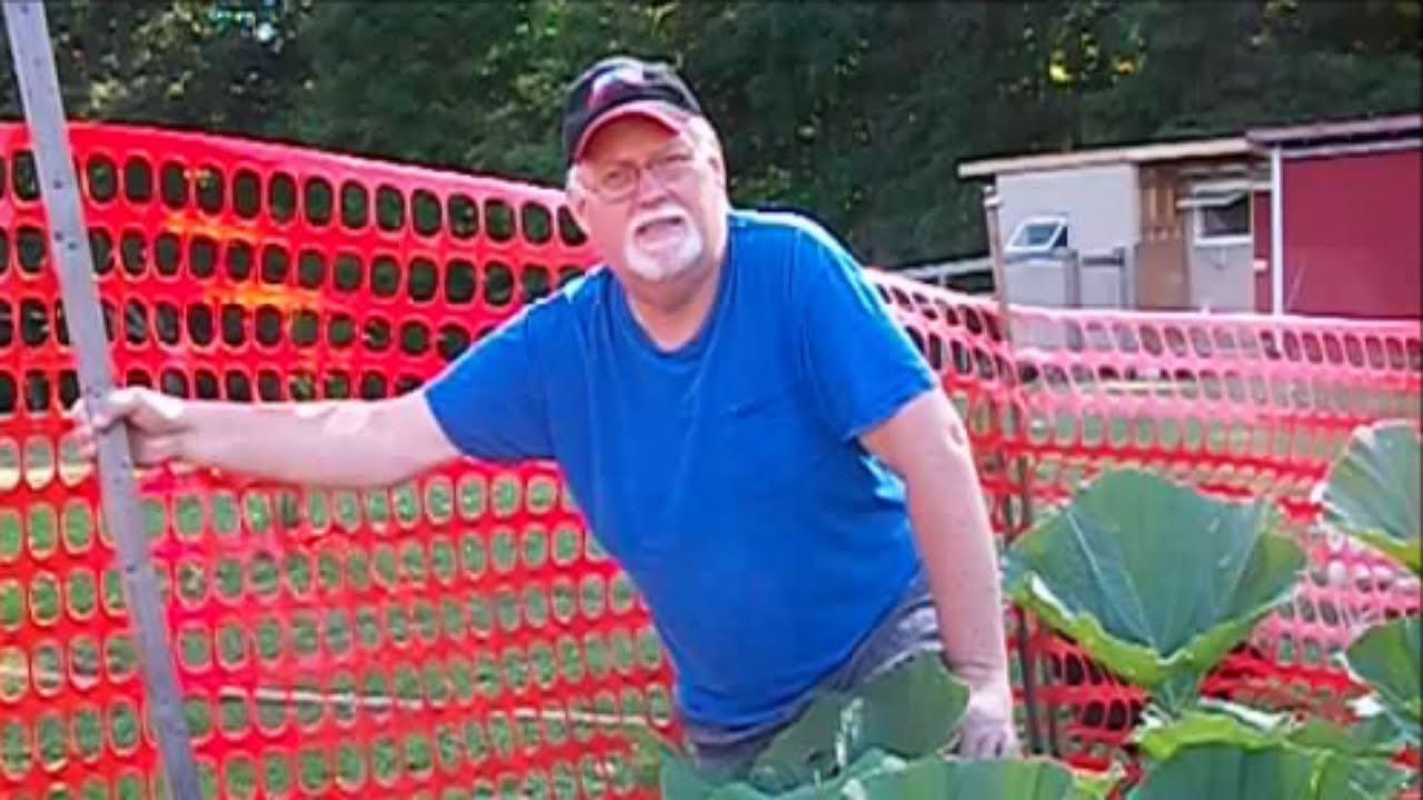 How To Trim Dill's Atlantic Giant Pumpkin Vines