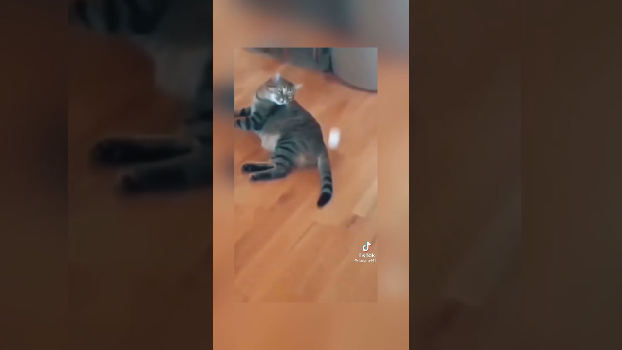 Tik tok best Moments ~  Zodiac Signs as animals #1~ 😂🤩