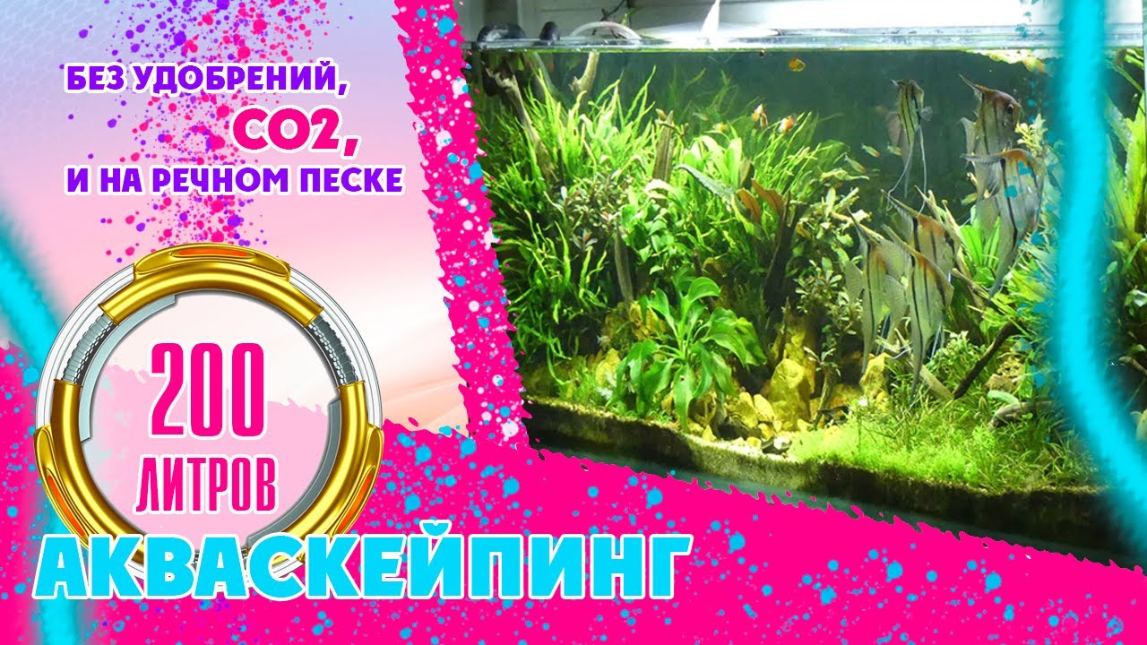 #aquascaping #Акваскейпинг. #Акваскейп.  Аквариум на 200 литров. Без удобрений, СО2, на песке.