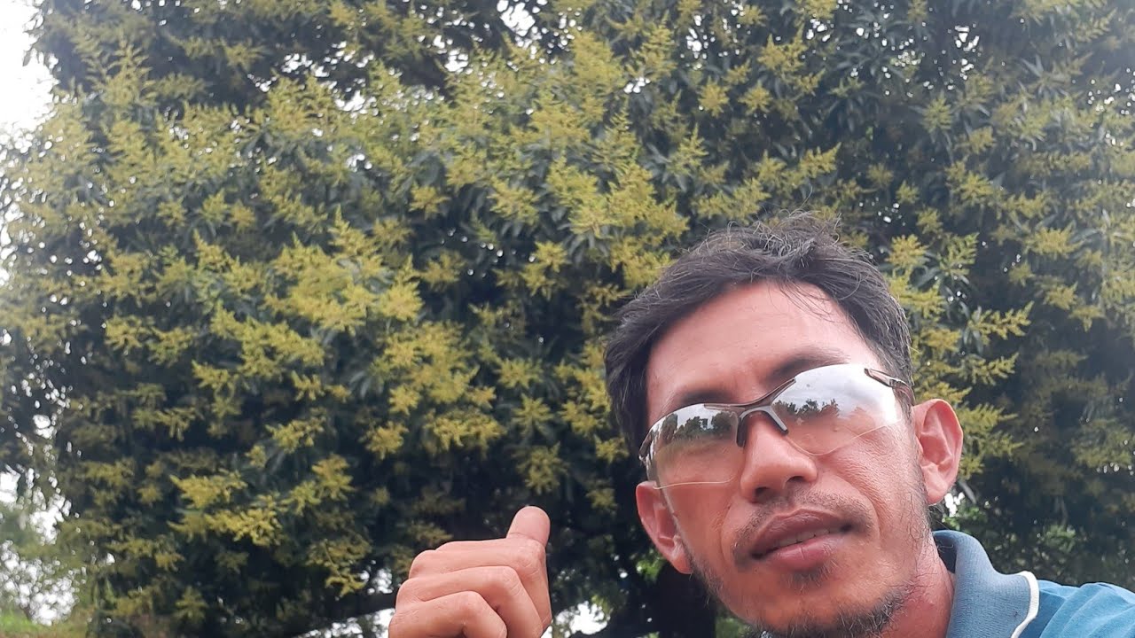 Anong insecticide at fungicide ang magandang gamitin sa pabaon? 22dafi mango flower