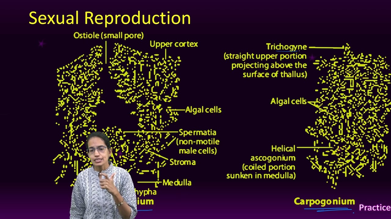 Lichens: Internal Structure; Asexual and Sexual Reproduction | Biology