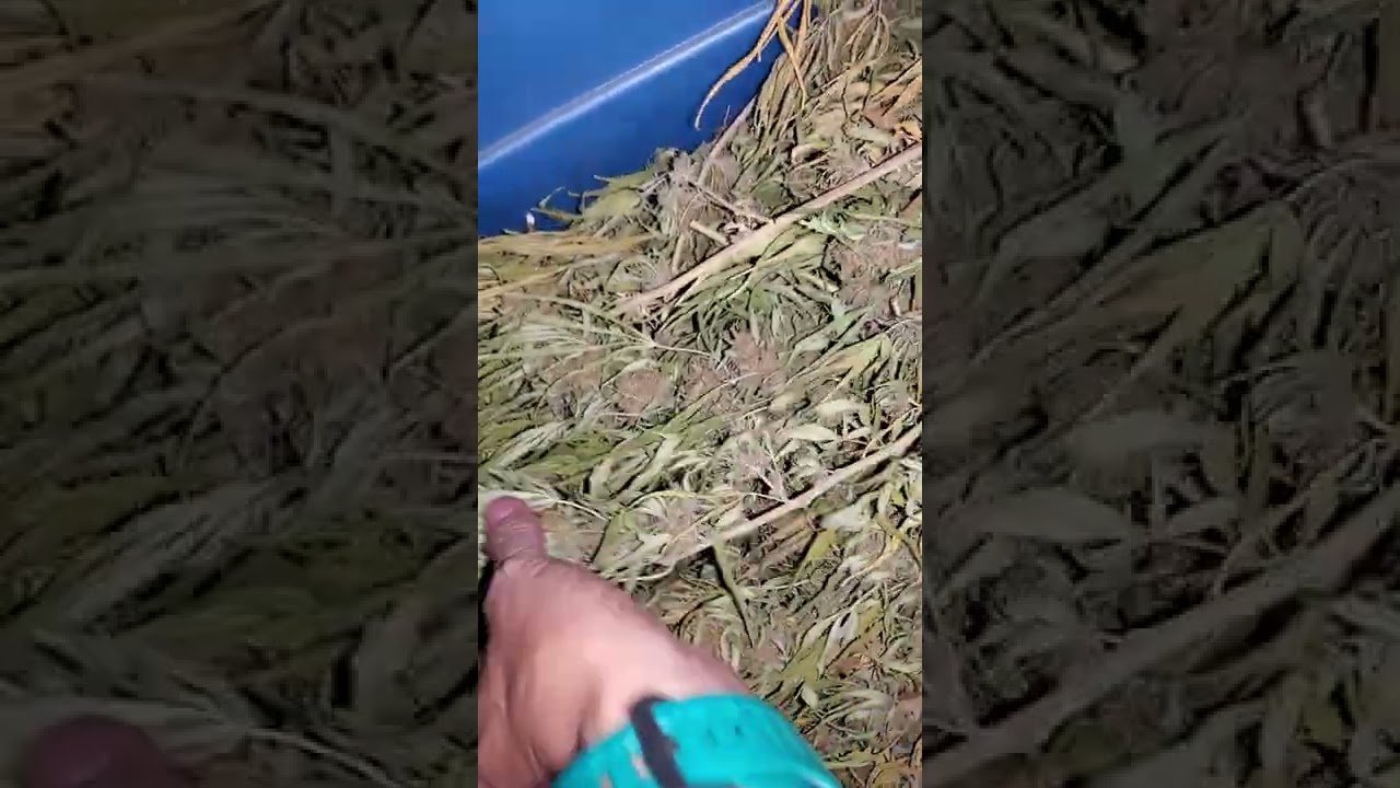 Dry and Cure Outdoor Grown Cannabis #gardening #sungrown #kindbud