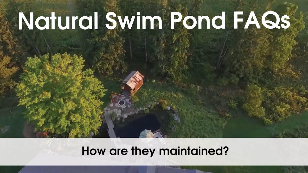 Natural Swim Pond FAQs - How are they maintained?