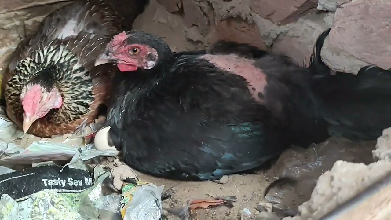 Desi #murgi  ka form house desi murgi ke chuje ka #cute sa video #viral chicken chuja #birds 🐦 #post