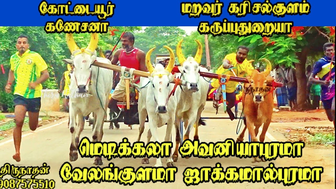 பெரியமாடு S.T. சேதுராஜபுரம்  1.09.2022