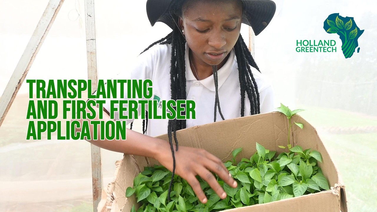 TRANSPLANTING AND FIRST FERTILIZER APPLICATION
