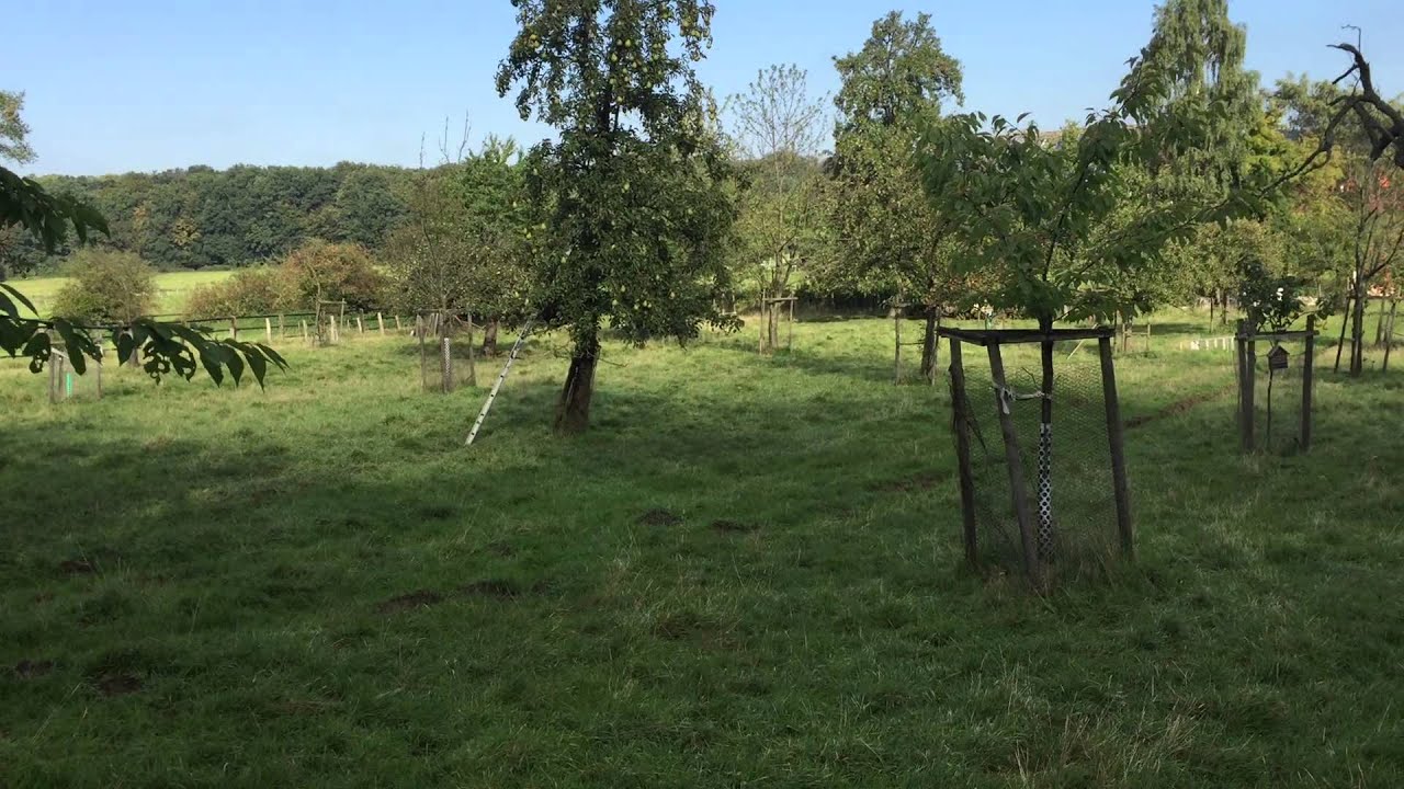 2015 09 26 Bearded Collie Einstein treibt selbstst&auml;ndig scheue Pommersche Landschafe ohne Kommandos