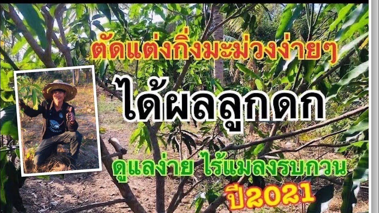 #การตัดแต่งกิ่งมะม่วงง่ายๆ ได้ลูกดก ควบคลุมดูแลง่าย ไร้แมลงรบกวนตอนออกช่อดอก