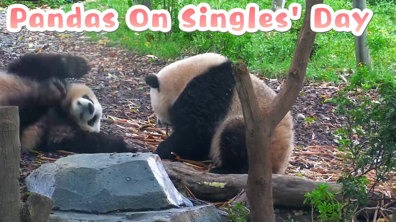 【If Pandas Can Talk】Episode 3 Pandas On Singles' Day | iPanda
