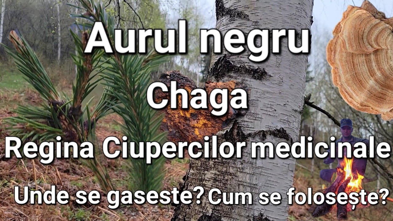 Regina Ciupercilor Medicinale/Unde se găsește/cum se folosește?România.