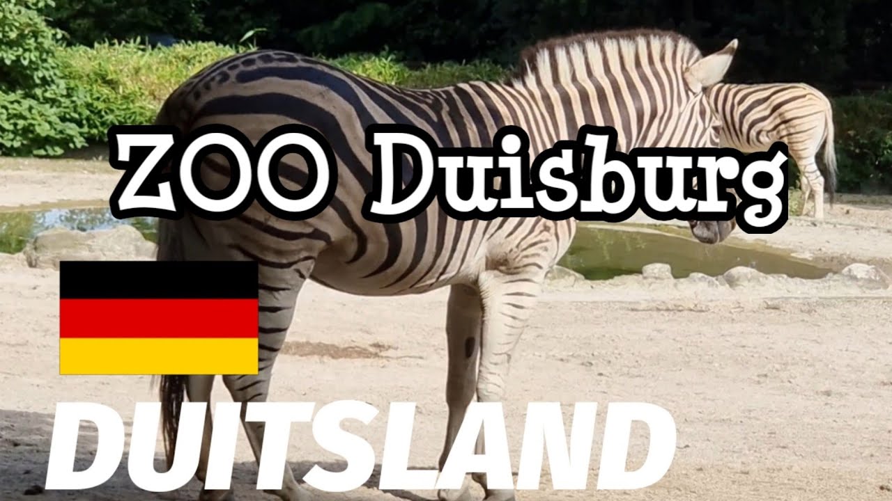 DUITSLAND ZOO Duisburg dierentuin