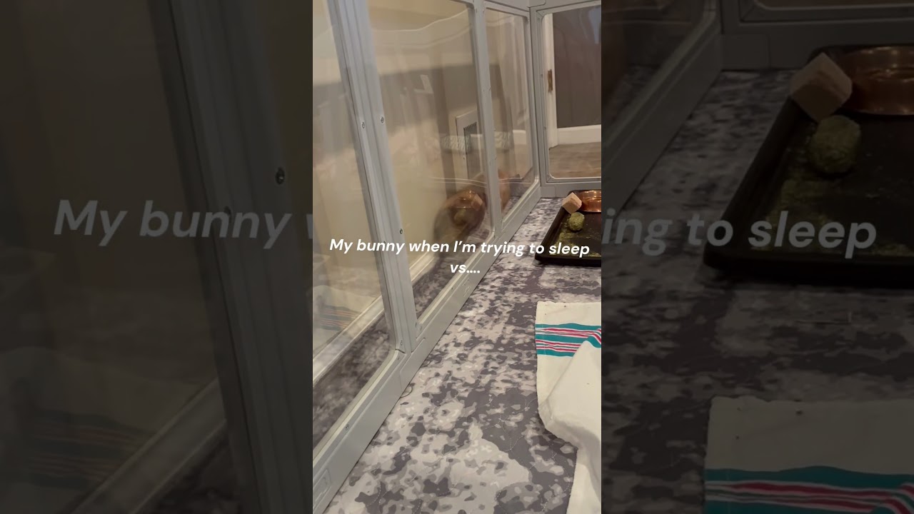 He is so hyper at night lol #foryou #cute #bunnies #bunnyzoomies #funnyanimals