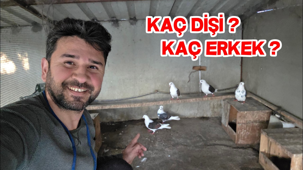 Nünberk Güvercinlerini Ayrı Kümese Aldık