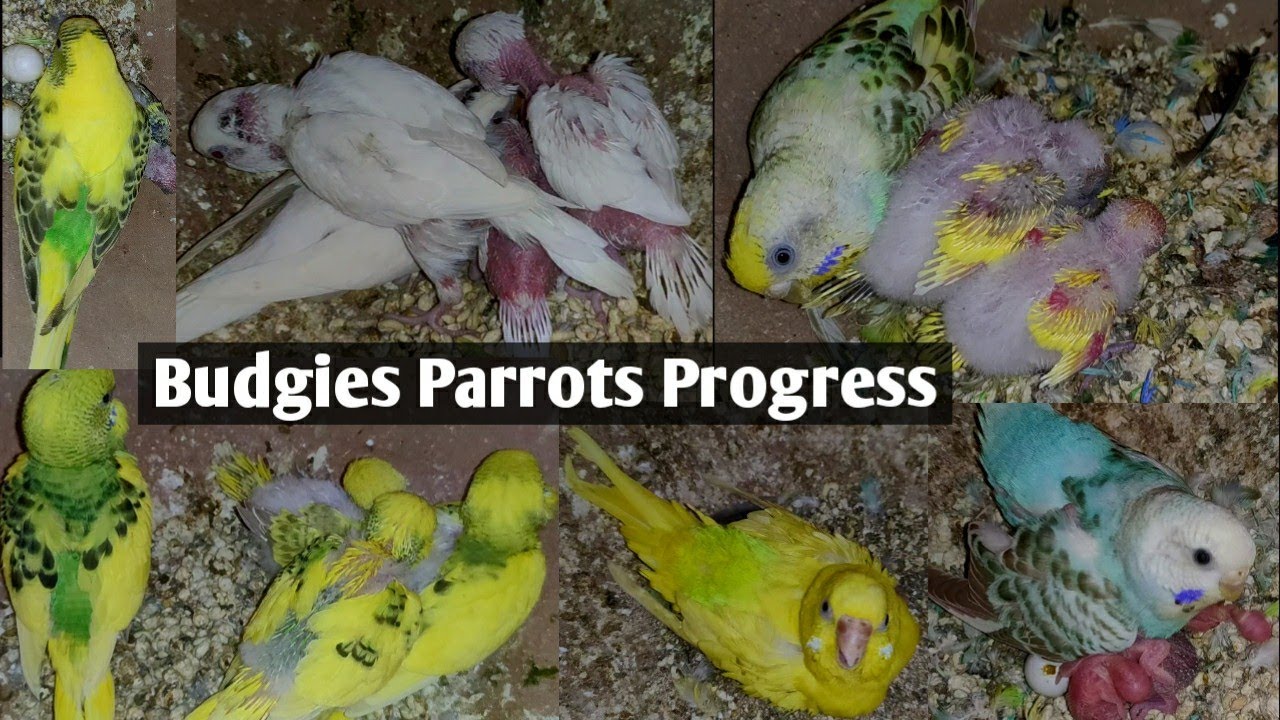 Australian Budgies Parrots Progress in Hindi Urdu