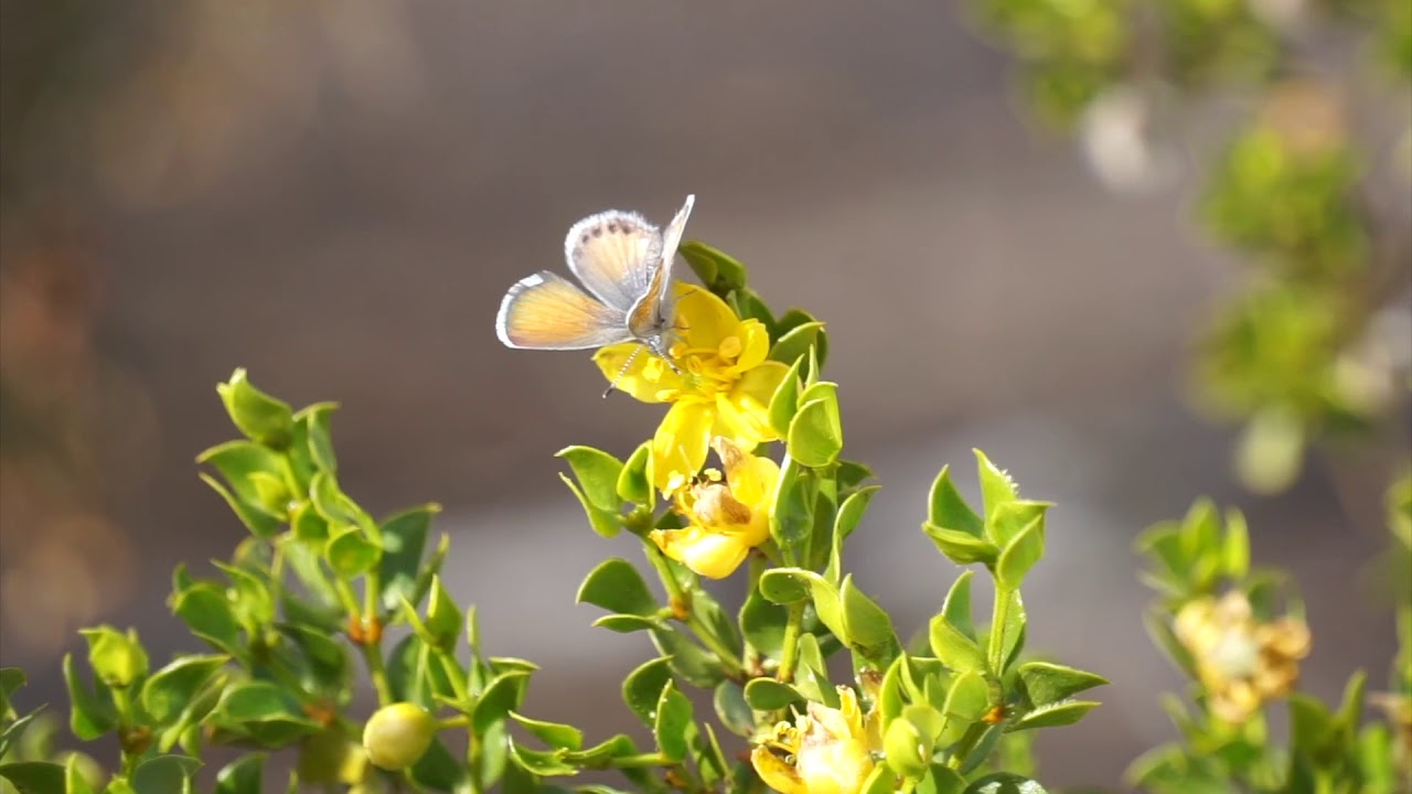 Creosote bush