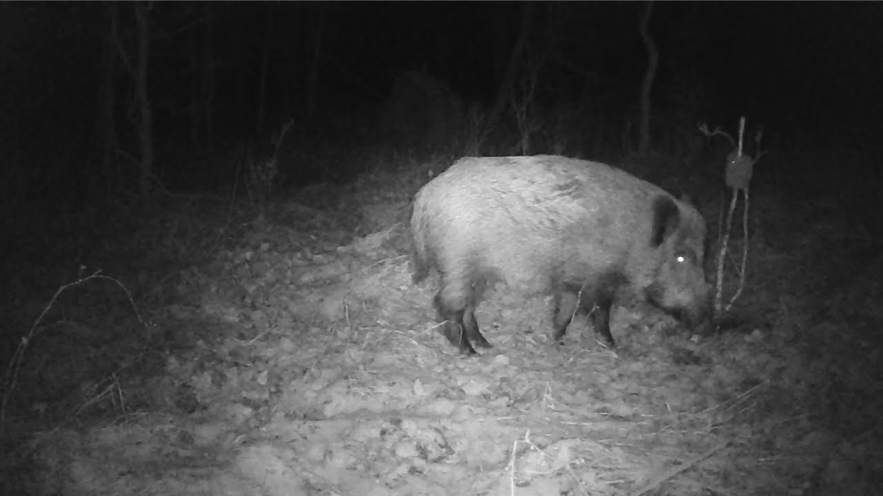Jurajska fauna okiem fotopułapki - tydzień 52 część 3