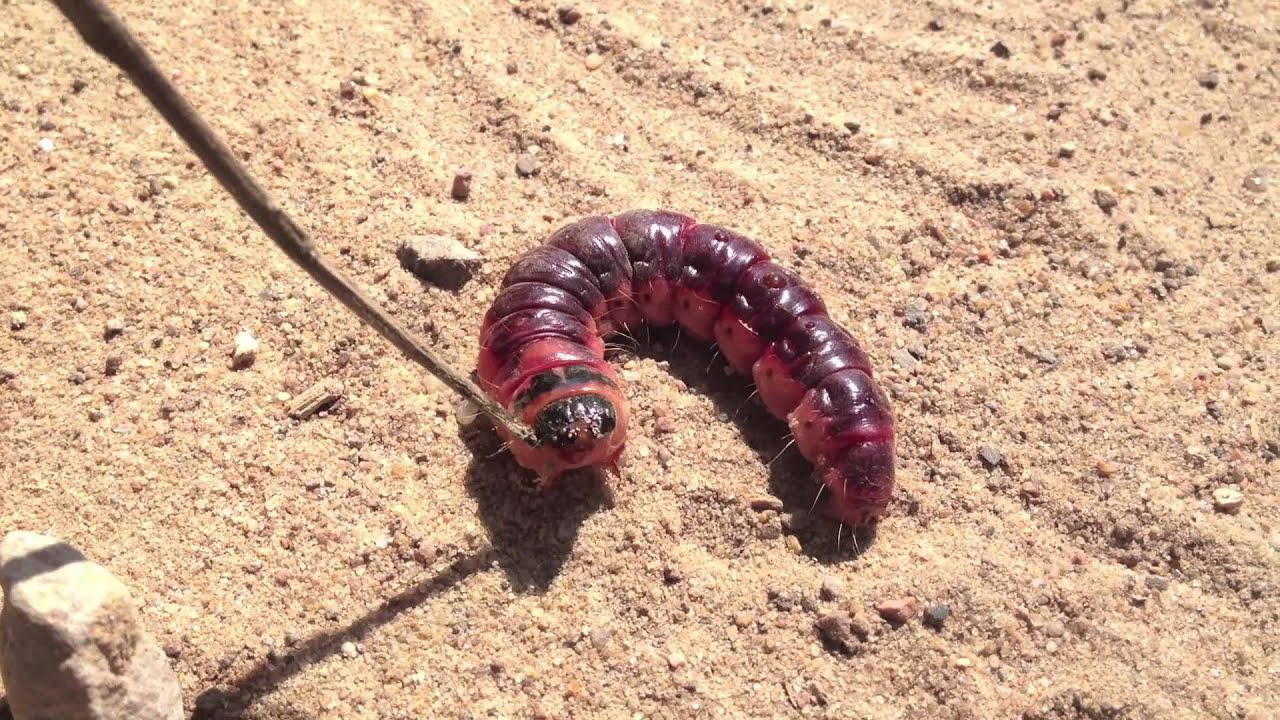 Goat Moth Caterpillar (Древоточец)
