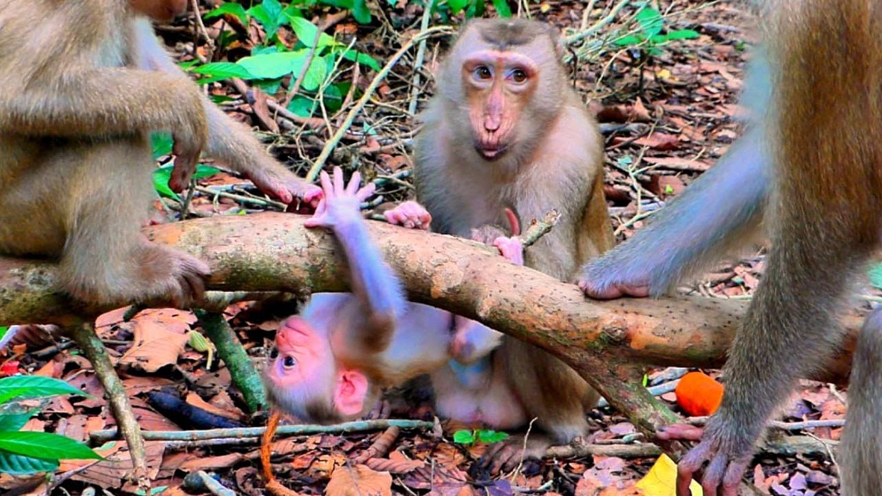 Nature’s Tender Moment – Newborn Monkey Jacee’s First Climb with Loving Help from Monkey July ❤️