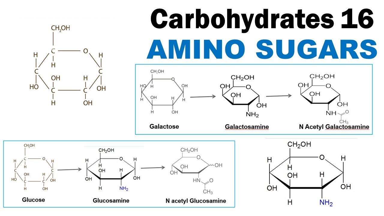 Carbohydrates 16 | Amino sugars | Glucosamine | Galactosamine | N Acetyl Glucosamine | Dr Ghanshyam