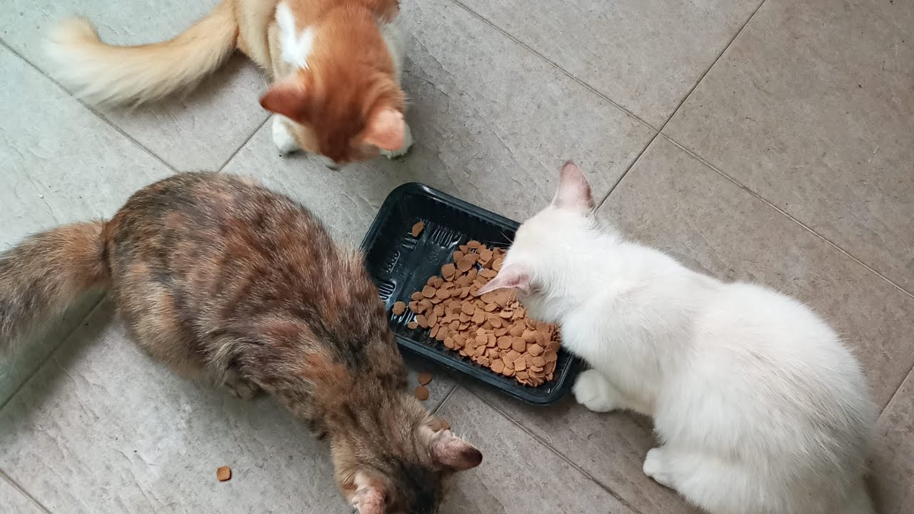 Cats & kittens are 874 & 783 & 709 & 626 & 525 & 508 & 460 & 384 & 269 & 231 & 131 &291 &225 &123&89