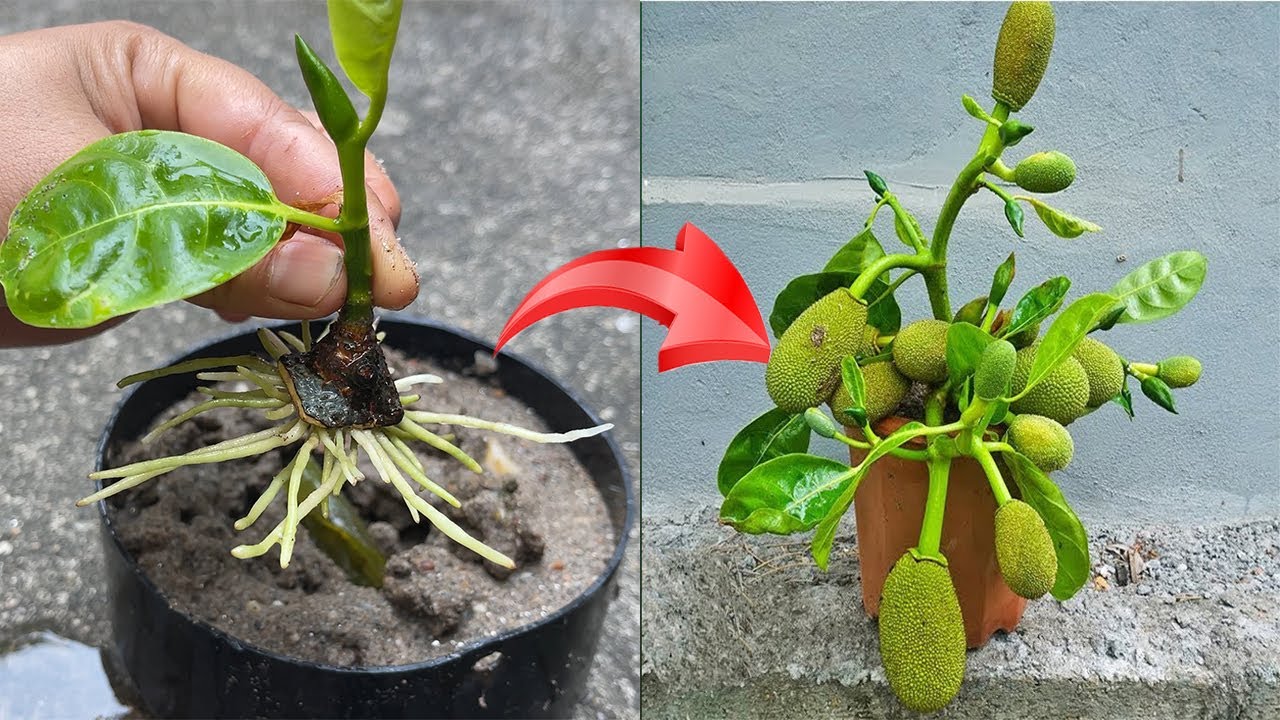 Technique of using aloe vera to stimulate and propagate jackfruit trees / Grow 5 times faster