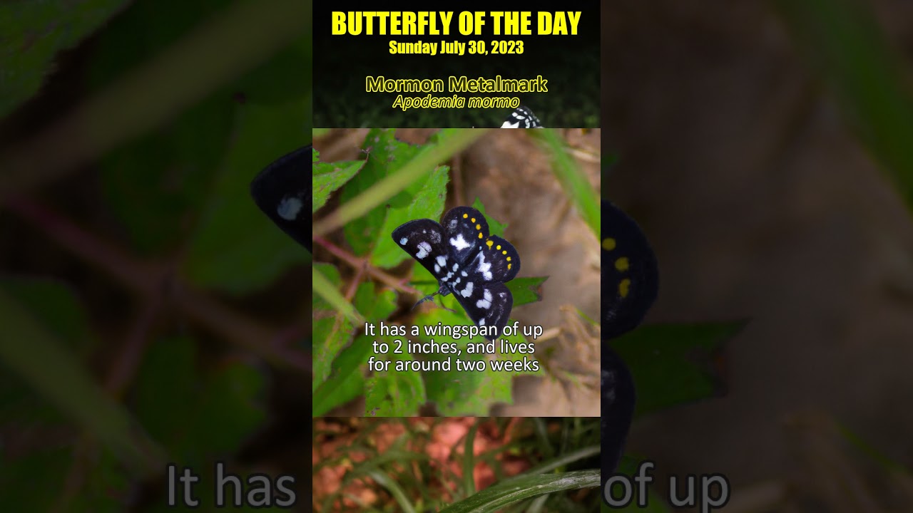 2023-07-30 Mormon Metalmark